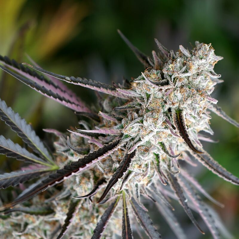 Peanut Butter Breath Fast Flowering, Фасовка: 3
